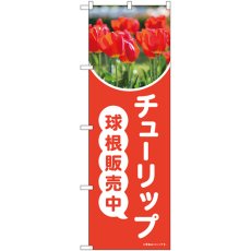 画像1: のぼり チューリップ球根販売中 84232 (1)