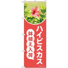 画像1: のぼり ハイビスカス鉢植え入荷 ＯＴＭ 84237 (1)