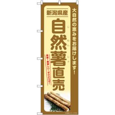 画像1: のぼり 自然薯直売 新潟県産 SNB-7291 (1)